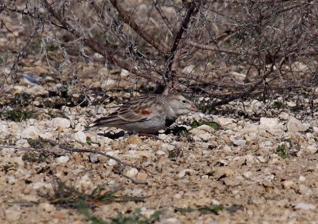 McCown's Longspur _0752.JPG